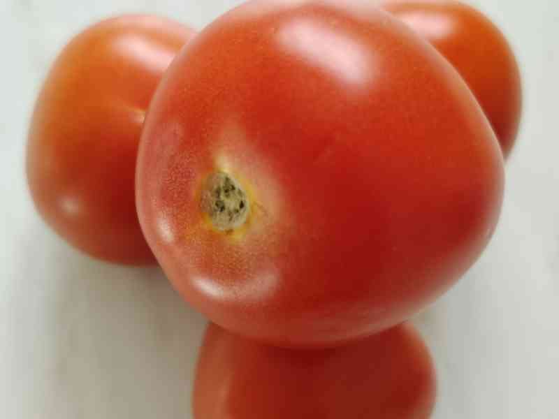 Tas de tomates rouges