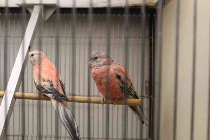 Oiseaux en cage : des perruches photo gratuite