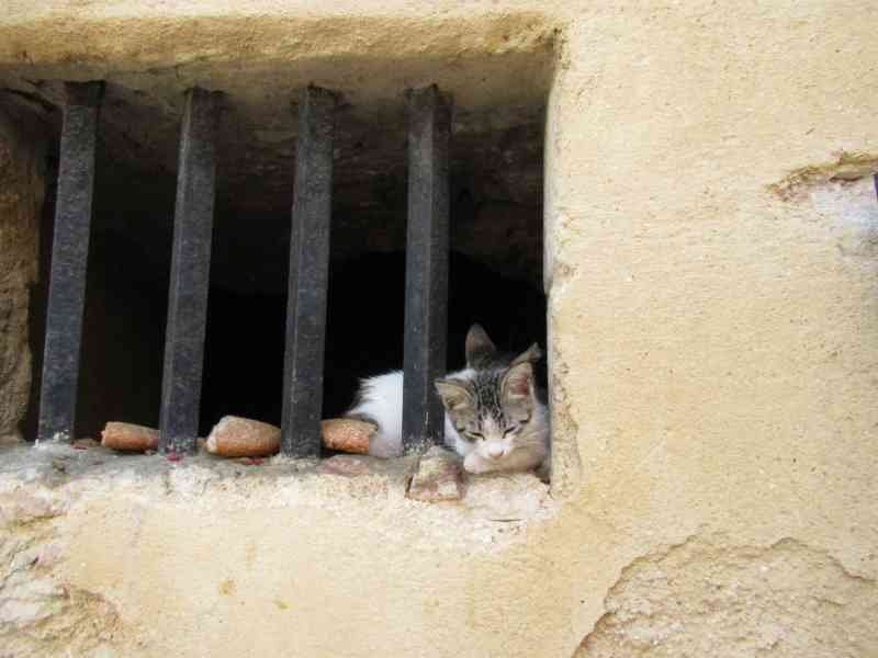 Chaton sur la fenêtre d'une maison traditionnelle de la province d'El Jadida photo gratuite