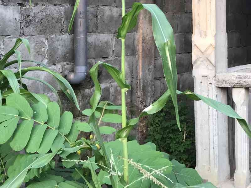 Une plante de maïs en pleine croissance photo gratuite