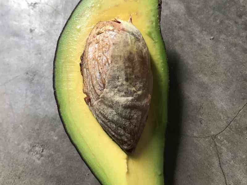 Un morceau d’avocat prêt à manger photo gratuite