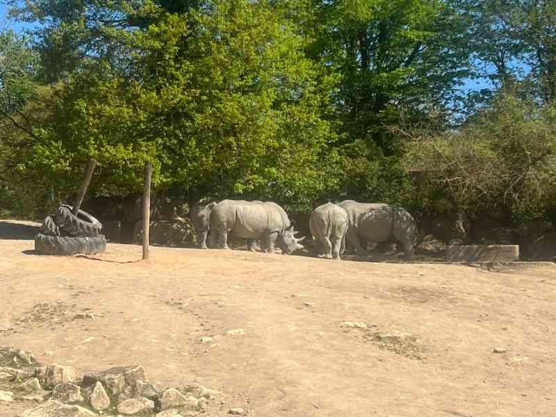 Rhinocéros Zoo d'Amnéville, Moselle, Lorraine, photo gratuite