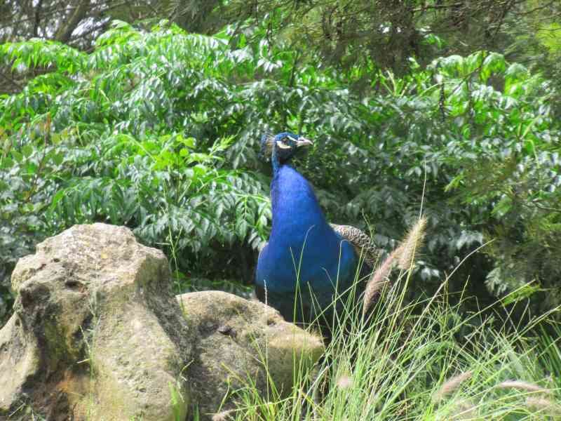 Paon au zoo de Rabat au Maroc