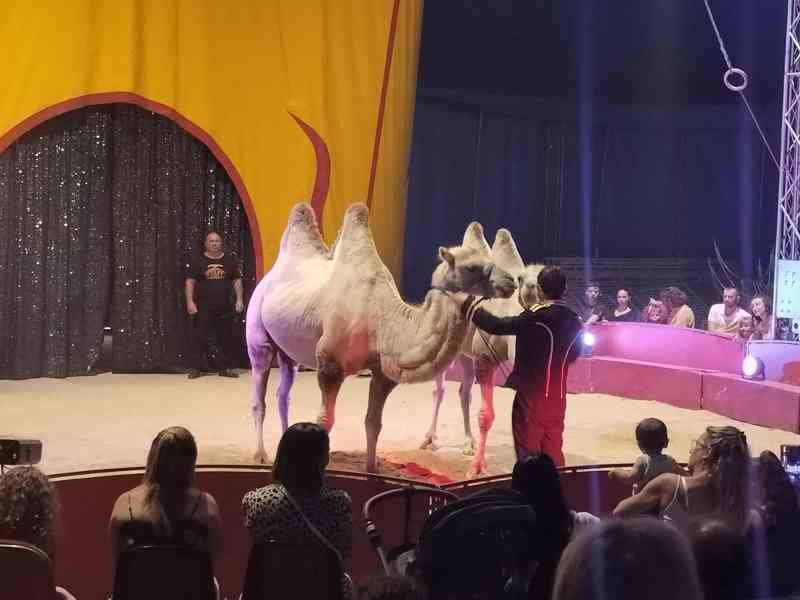 Spectacle de chameau au cirque