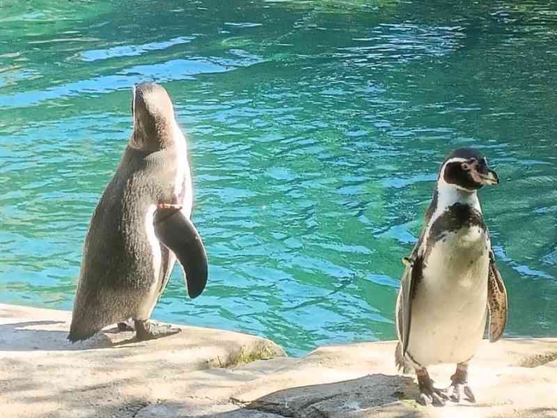 Manchots de Humboldt, oiseaux marins, Zoo d'Amnéville, Moselle, Lorraine, photo gratuite