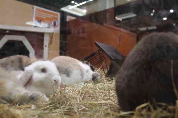 cage à lapins photo gratuite