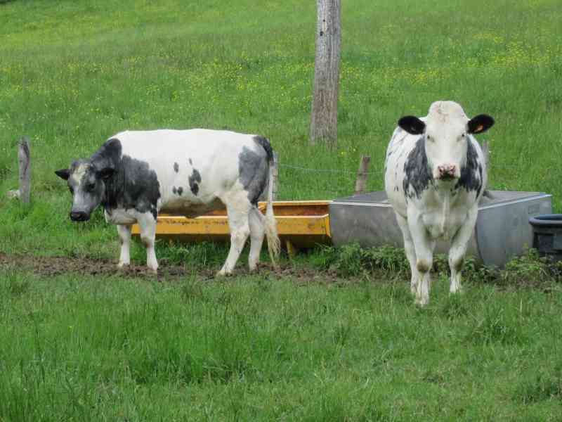 Vache de race vosgienne gros plan