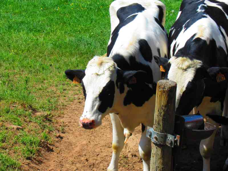 Photos : vaches noires et blanches