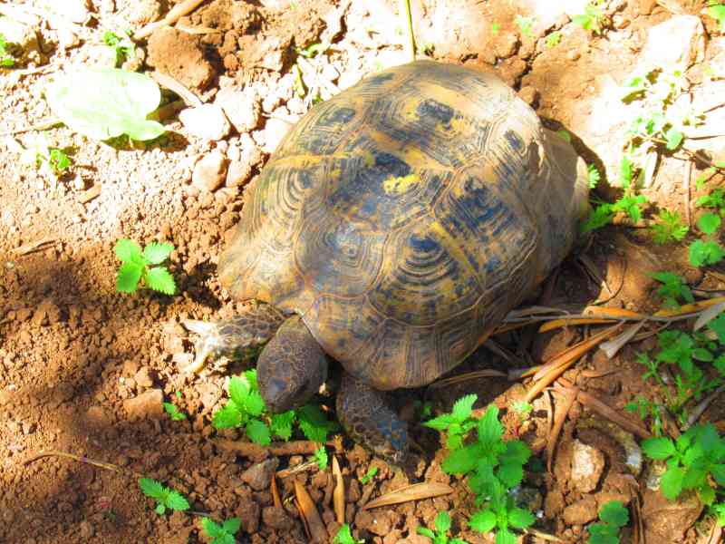 Free stock photo of turtle in the countryside, animals, nature, discovery