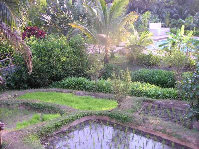 Un jardin avec diverses plantes tropicales et une zone cultivée, un bassin d'eau pour la culture de plantes aquatiques, photo gratuite