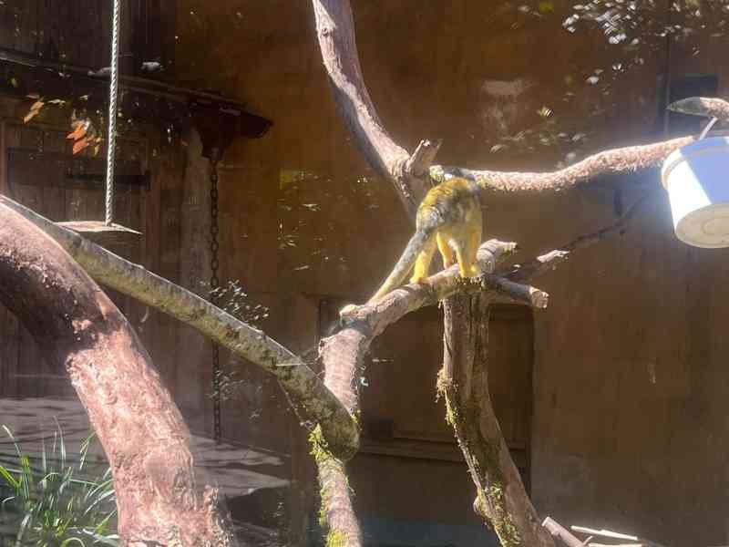 Singe sur une branche, Zoo d'Amneville, Moselle, Lorraine, photo gratuite