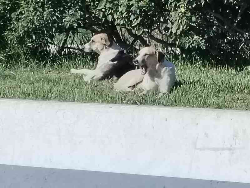 Des chiens allongés sur le gazon, photo gratuite