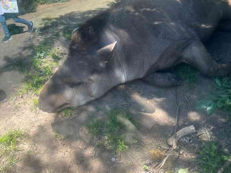 Tapir, Amneville Zoo, Lorraine, Moselle, free photo