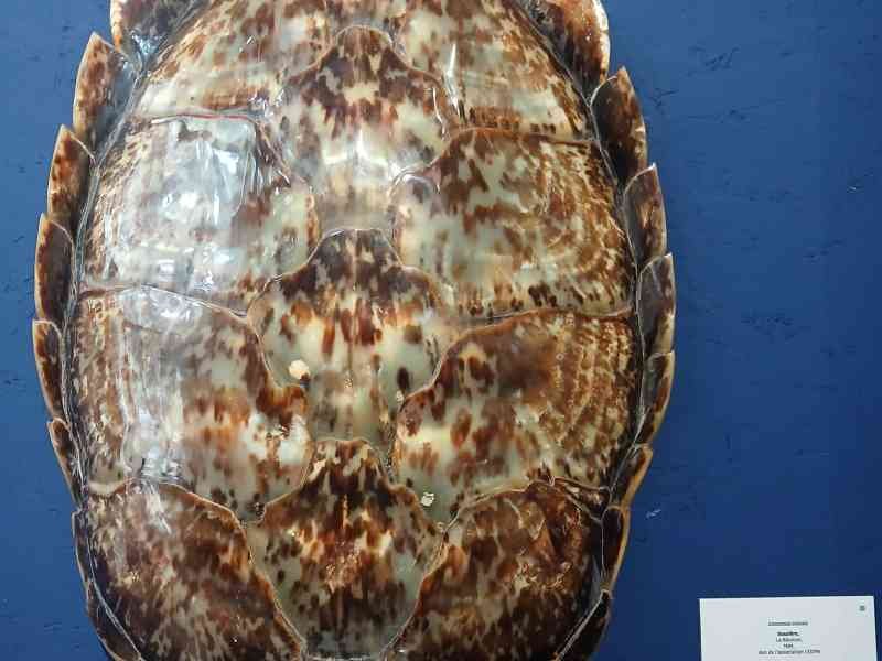 Une carapace de tortue marine, photo gratuite
