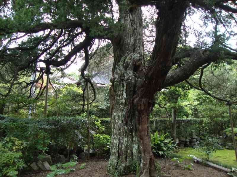 Grand arbre vénéré au Japon photo gratuite