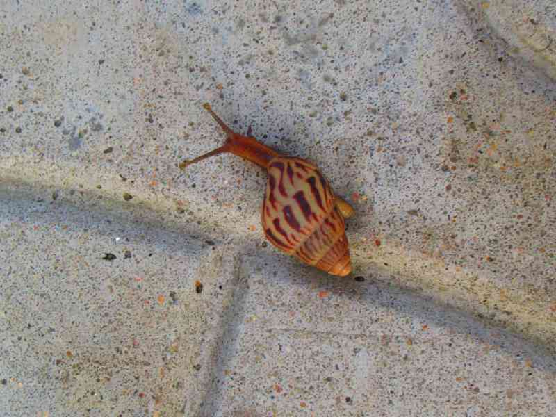 Escargot en Afrique