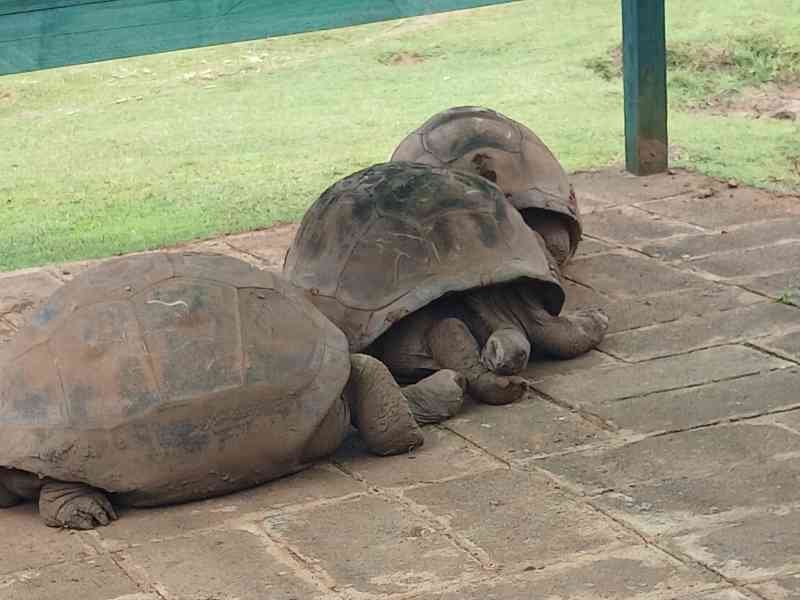 Tortues géantes à l'Ile de la Réunion photo gratuite