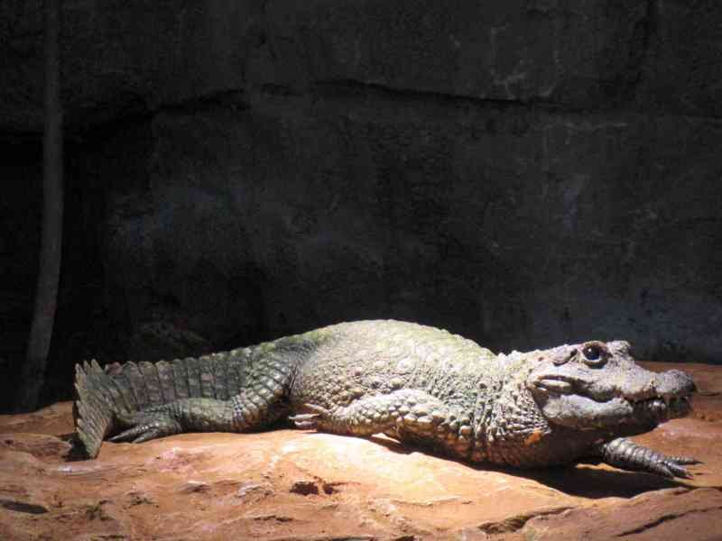 le caïman dans le zoo de Rabat au Maroc reposant sous l'ombre photo gratuite