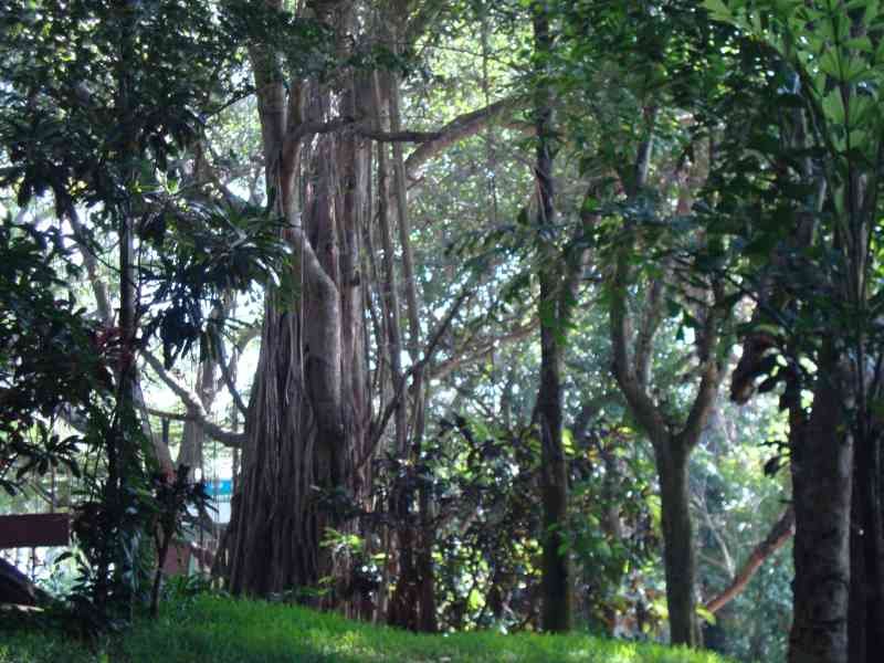 Des arbres photo gratuite