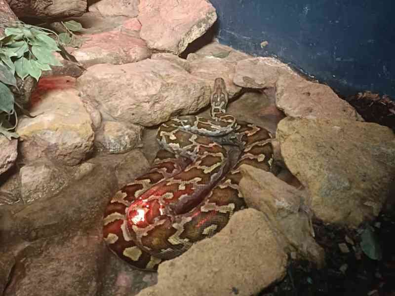 Python, reposant dans un terrarium rocheux, Zoo d'Amneville, Moselle, Lorraine, photo gratuite