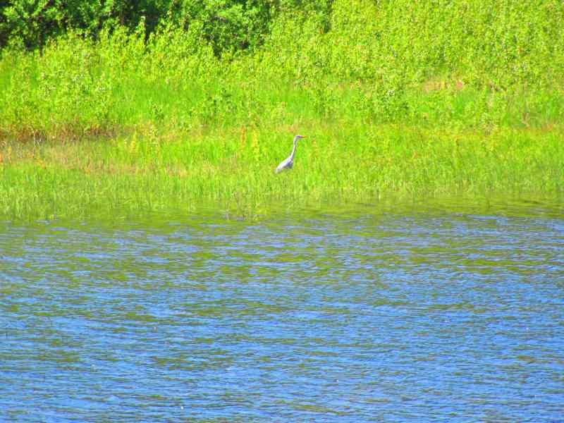 Échassier au bord de l'eau