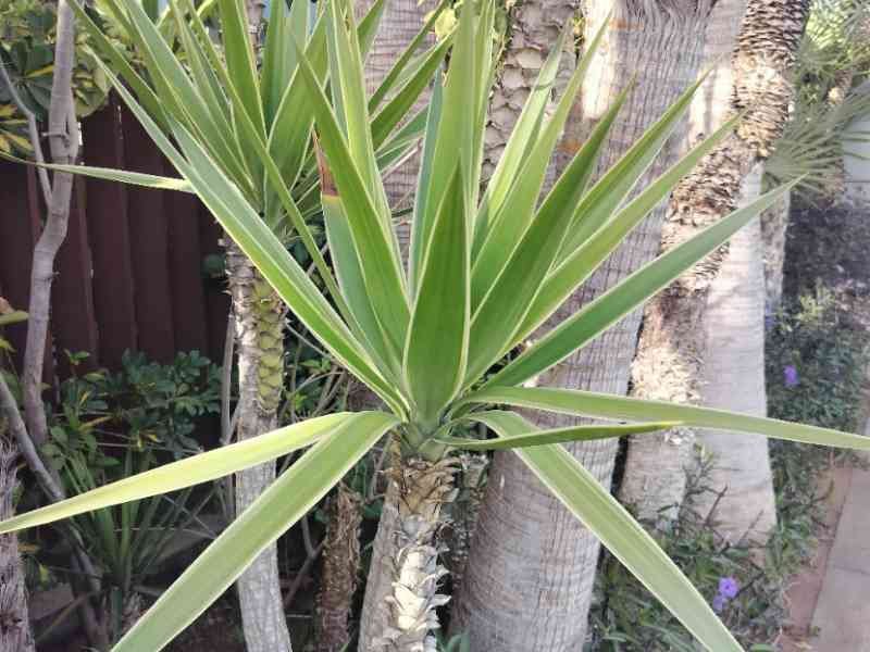 Yucca in a garden free photo