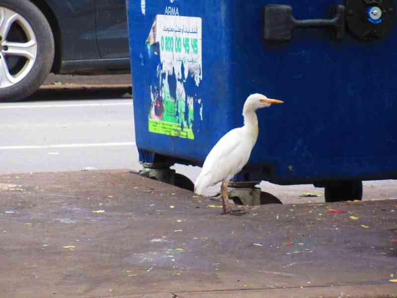 Un oiseau blanc, héron garde-bœufs debout à côté d'une poubelle photo gratuite - Ein weißer Vogel, Kuhreiher, der neben einem Mülleimer steht. Kostenloses Foto