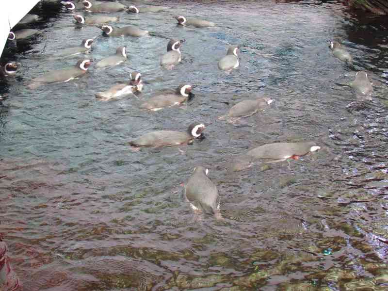 groupe de Pingouin , Oceanarium de Lisbonne, Portugal