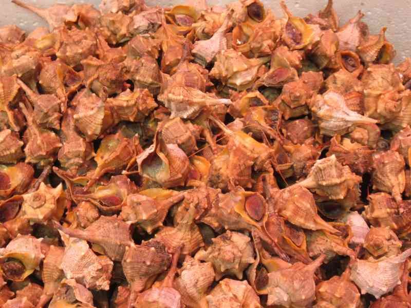 Une grande quantité de coquillages d'escargots de mer, photo gratuite