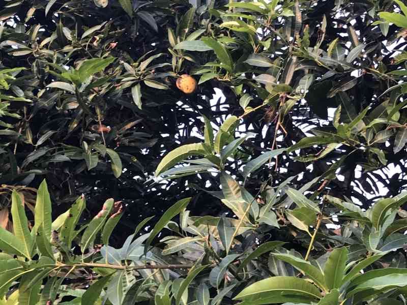 Une mangue mûre dans les feuillages du manguier photo