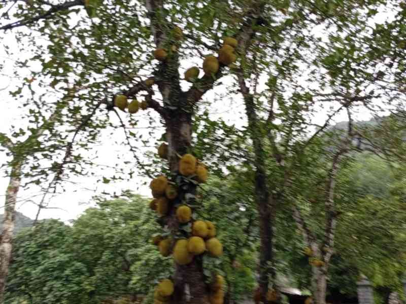 Jacquier, un arbre, Vietnam, photo gratuite
