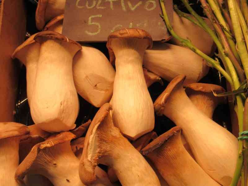 Des champignons pleurotes royaux, photo gratuite