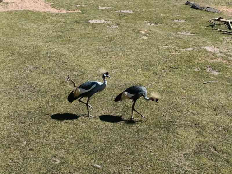 Grues royales, Zoo d'Amneville, Lorraine, Moselle, photo gratuite