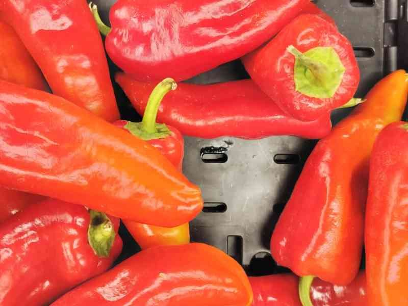 Poivrons corne-bœuf rouges