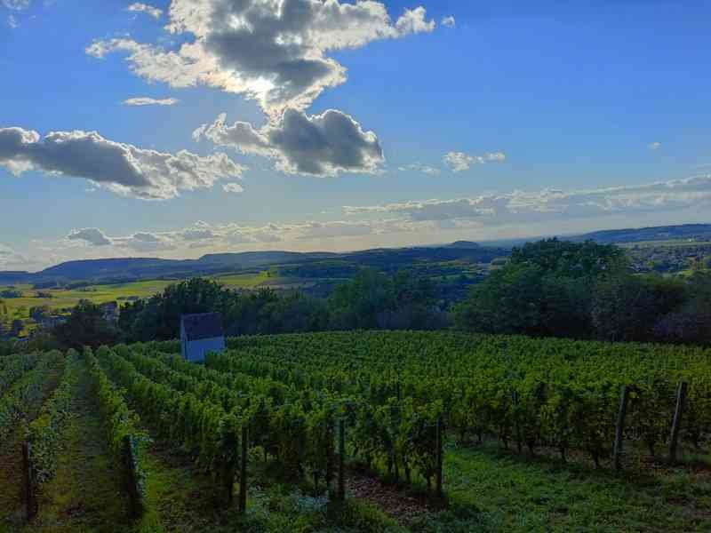 Plantations de vignes