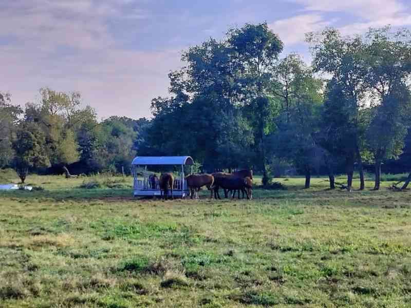 Chevaux en paturage photo gratuite photo gratuite