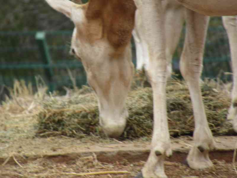 Oryx algazelle broutant de l'herbe au zoo de Rabat au Maroc