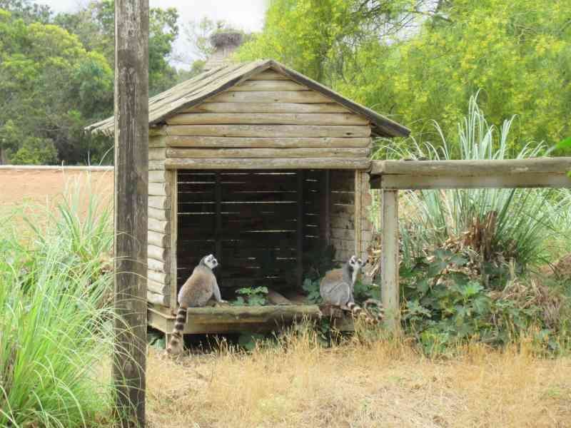 Case de lémuriens au zoo de Rabat au Maroc