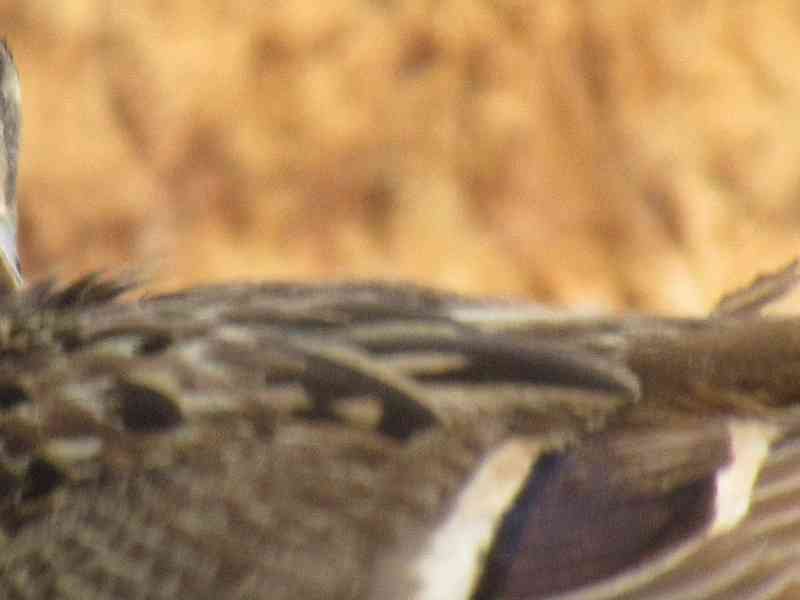 Gros plan sur les plumes d'un colvert du zoo de Rabat