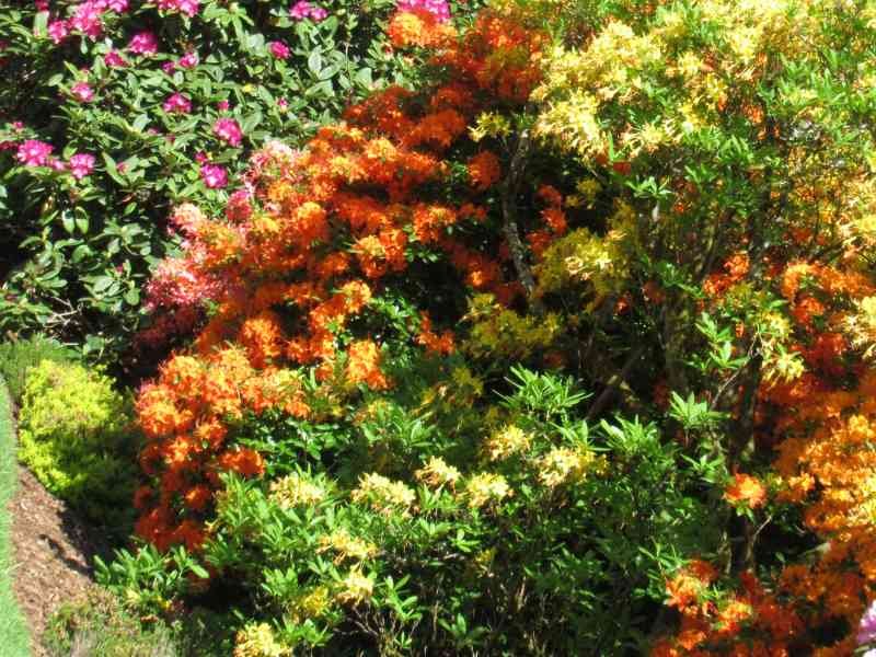 Gros plan d'une haie fleurie