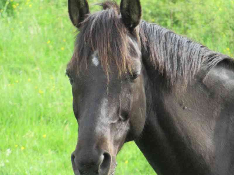 Gros plan d'un cheval Florida Cracker Horse noir