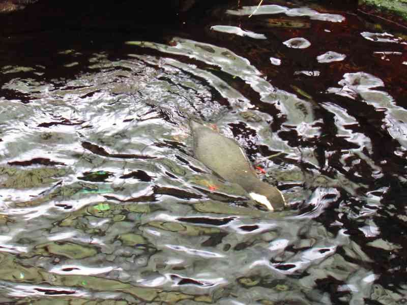 Pingouin de dos hors de l'eau de profil, Oceanarium de Lisbonne, Portugal