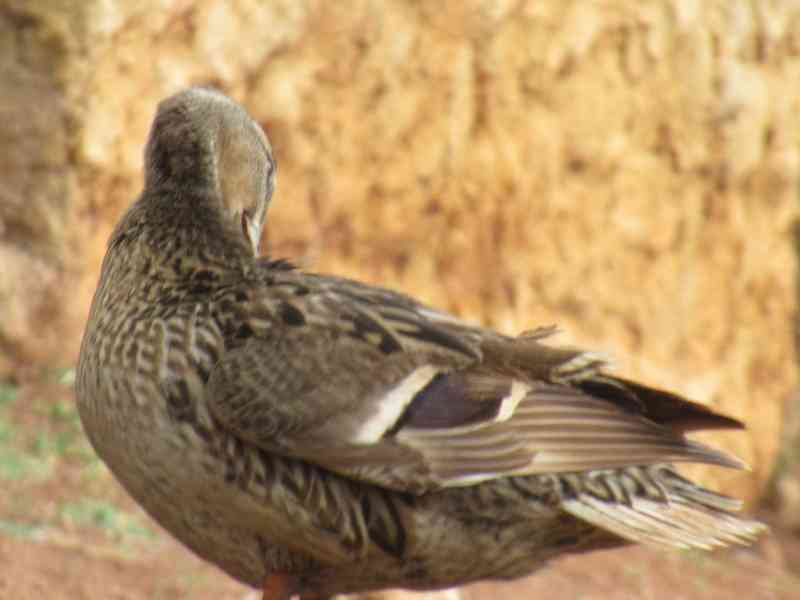 Canard Colvert au zoo de Rabat au Maroc