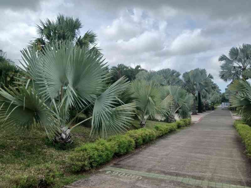 Allée bordée de palmiers à l'Île de la Réunion, photo gratuite