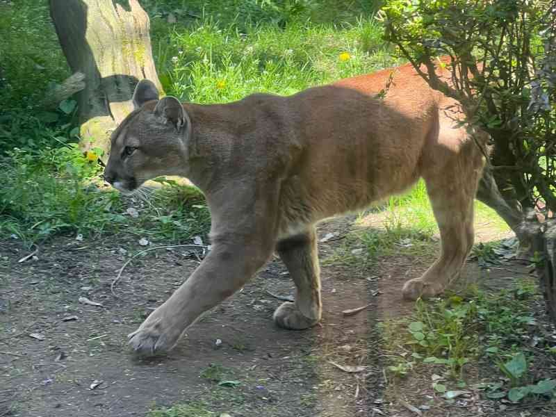 Puma, Zoo d'Amneville, Moselle, Lorraine, photo gratuite