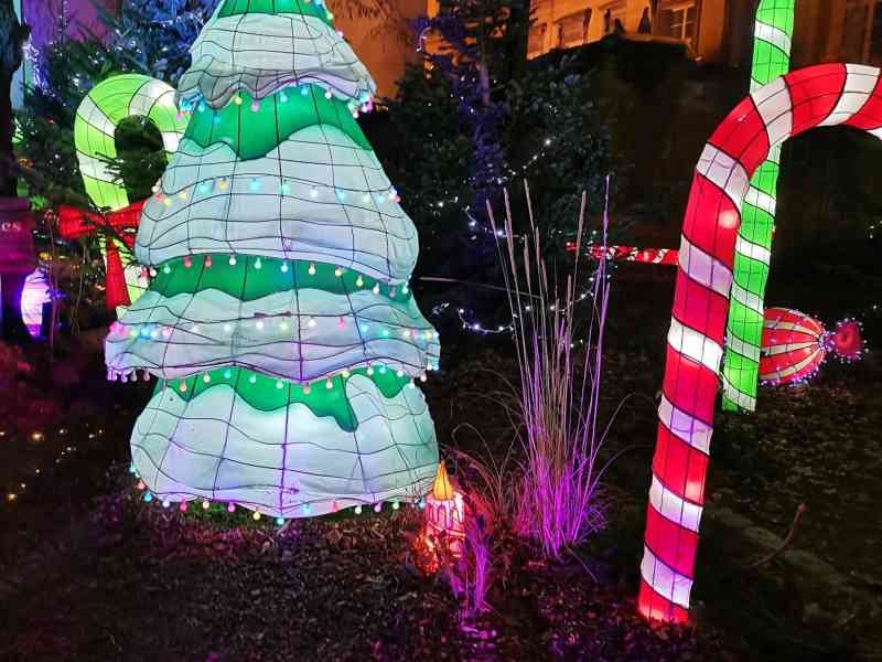 Sapin de Noël et sucres d'orge au sentier des lanternes à Metz