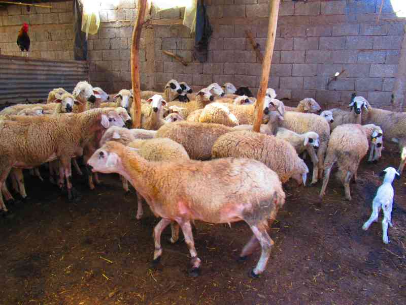 Troupeau de brebis dans une ferme