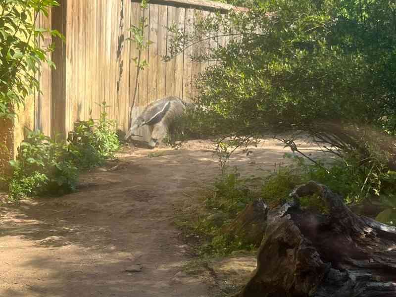 Fourmilier géant, Tamanoir, Zoo d'Amneville, Moselle, Lorraine, photo gratuite