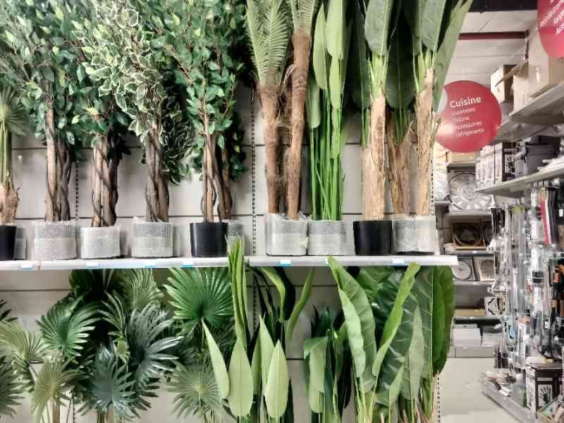 Des plantes en pot, exposées dans un magasin, photo gratuite