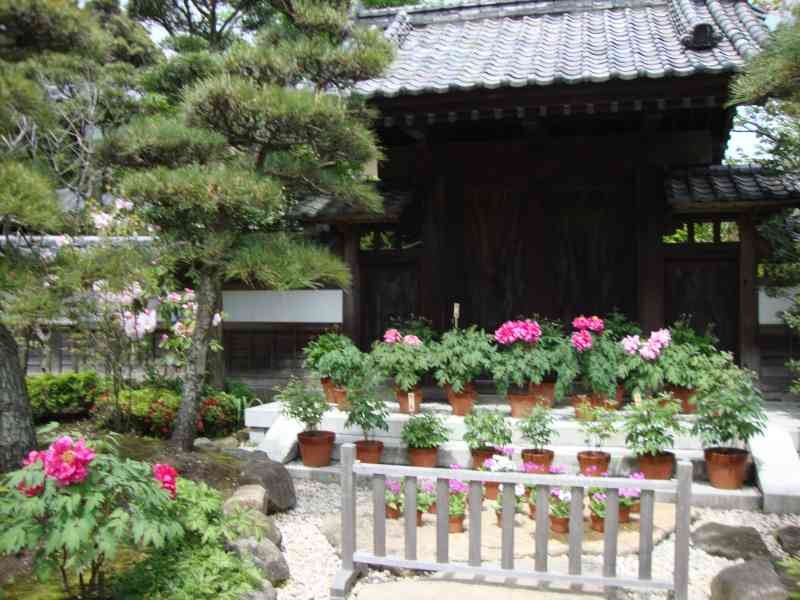 Les pots de fleurs dans un jardin du temple japonais, Asie photo gratuite